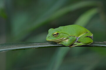 シュレーゲルアオガエル