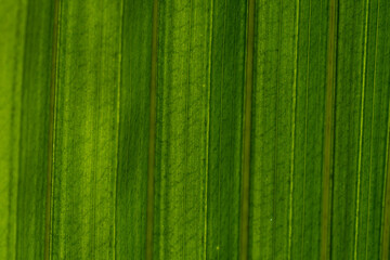 Fototapeta premium Plant leaves visible under the sun, plant background