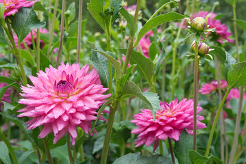 Obraz premium Pink decorative Dahlias Foliage Outdoor
