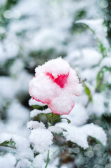 The first snow on the rose flower. Selective focus