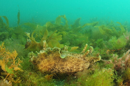Large spotted sea hare Aplysia dactylomela on seabed among green and brown algae. Location: Leigh New Zealand