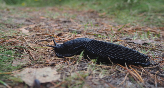 Slugg bilder – Bläddra bland 4,071 stockfoton, vektorer och videor ...