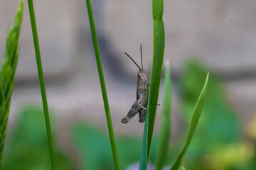 Grasshopper on the grass, macrophotographic photography.