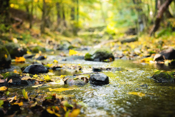 Fototapeta premium Autumnal scene with small creek flowing