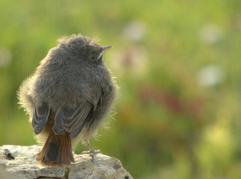 Petit Rouge Queue 