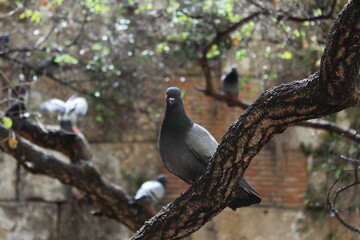 Pigeon sitting on tree branch
