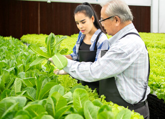 Obraz premium Elderly gardener inspect lettuce in hydroponic gardening. Senior man working with family people in greenhouse agriculture. Father and daughter picking fresh organic vegetable. Horticulture cultivation