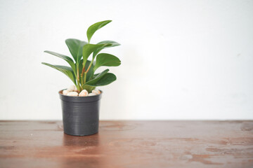 a little plant pot for decoration with white background