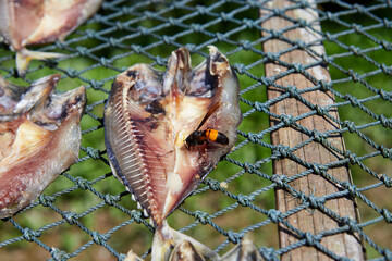 Fish in the sun drying on the net with Vespa affinis
