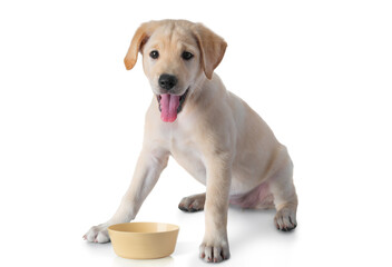 Puppy Yellow Labrador Retriever dog training sitting and practice patiently waiting for some food-...
