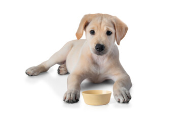 Fototapeta na wymiar Puppy Yellow Labrador Retriever dog laying and practice patience while training to wait for some food- isolated on white background