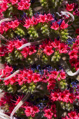Fototapeta na wymiar Red bugloss close-up with a pollinating bee.