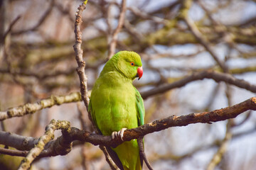 Ring-necked parakeet, also known as a rose-ringed parakeet, on a tree branch