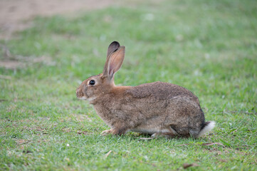 Conejo en césped.