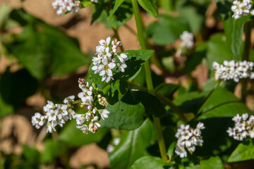 Field of buckwheat and close up of buckwheat plant. Buckwheat agriculture