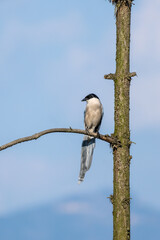 Close-up of a sitting, beautiful azure winged magpie