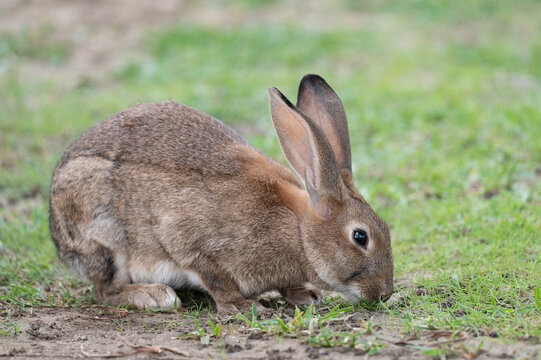 conejo
