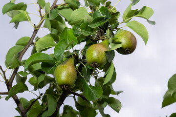 Pear tree. Pear green garden with fruit. Natural environment, outdoors