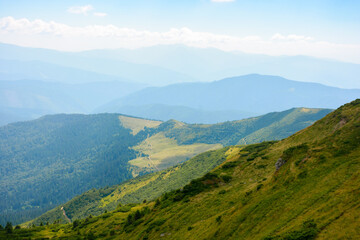 Fototapeta na wymiar hills and meadows of carpathian mountains. summer landscape with green slopes on a sunny day. ridge beneath a sky with fluffy clouds in the distance