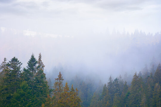 spruce forest on a misty autumn day. moody nature background with overcast sky © Pellinni