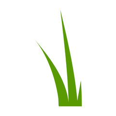 Green small leaf grass. Vector illustration of plants. Floral borders isolated on white. Nature environment