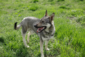 A thoroughbred domestic dog with a collar walks on a green lawn on a sunny day in summer.