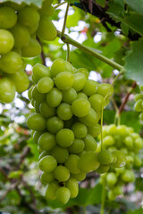 Ripe grapes grow on bushes. Bunch of grapes before harvest