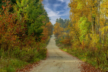 Liściasty las jesienią. Liście przybrały żółty, czerwony i brązowy kolor. Środkiem biegnie nieutwardzona piaszczysta droga.