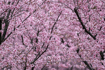 Close-up of a beautiful pink cherry flower in full blossom during spring time