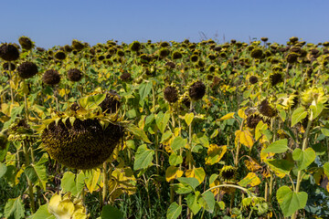 A ripe sunflower field. a raw material for the production of healthy oil