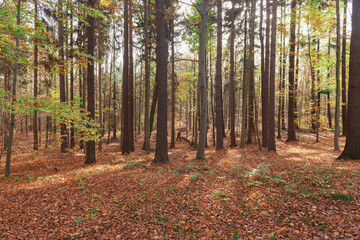 Bukowy las jesienią. Drzewa nie mają liści. Gruba warstwa suchych, brązowych liści leży na ziemi. - 543165499