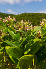 Green leaf tobacco in a blurred tobacco field background, close up. Tobacco big leaf crops growing in tobacco plantation field