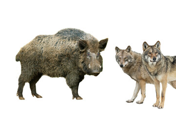 wild boar and wolfs isolated on white background