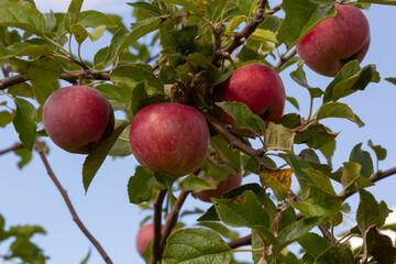 Organic apples. Fruit without chemical spraying. Orchard