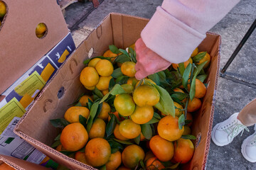 The woman takes a bunch of tangerines. A woman at a wholesale vegetable market selects unripe tangerines for purchase. Fruits in a large cardboard box. Selective focus.
