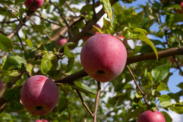 Organic apples. Fruit without chemical spraying. Orchard