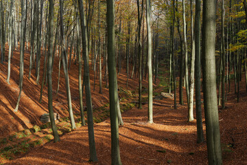 Bukowy las jesienią. Drzewa nie mają liści. Gruba warstwa suchych, brązowych liści leży na ziemi.