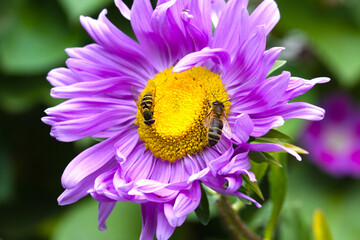 a bee and wasp collect pollen from a purple aster