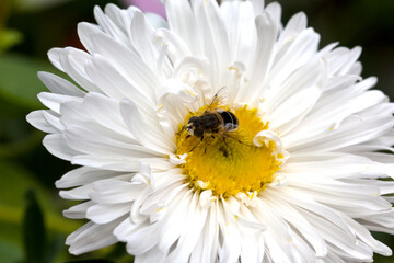 a bee collects pollen from a white aster. close-up. macro photo