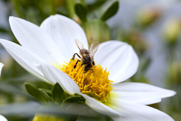 bee on a white flower. close-up. macro photo