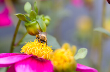 a bamblebee collects pollen from a flower. close-up. macro photo