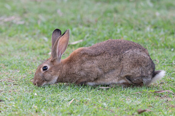 Conejos comiendo hierba del césped