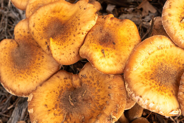 Close-up of mushrooms growing on a birch stump. Selective focus