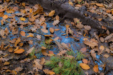 Autumn leaves in the muddy puddle