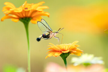 Close-up of a beautiful broad-bordered bee Hawk Moth next to flower