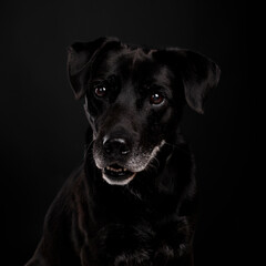 black old labrador dog
