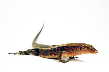 Western Girdled Lizard // Breitschwanz-Ringelschildechse (Zonosaurus laticaudatus)