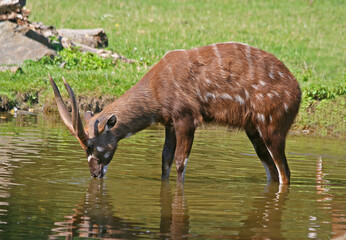 The male antelope sitatunga or marshbuck (Tragelaphus spekii)  at the waterhole