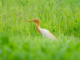 Close-up of a walking cattle egret with green background