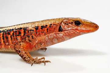 Breitschwanz-Ringelschildechse // Western Girdled Lizard (Zonosaurus laticaudatus)